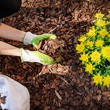 Decorative and organic mulch for Sydney gardens