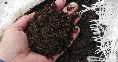 Potting mix blend for container plants