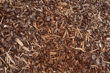 Pine Bark