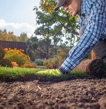 How to lay and care for a new lawn