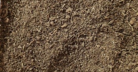 Cow manure for garden beds and lawn feeding